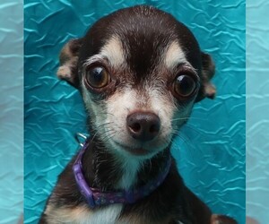 Medium Photo #1 Chipin Puppy For Sale in Cuba, NY, USA