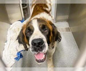 Saint Bernard Dogs for adoption in Orange, CA, USA