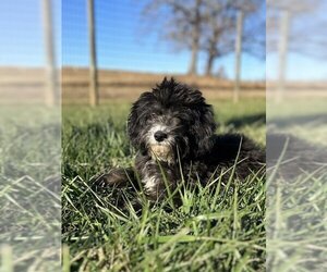 Miniature Bernedoodle Dogs for adoption in Pacolet, SC, USA