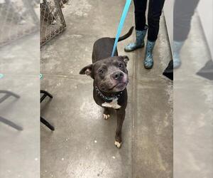 Labrador Retriever-Unknown Mix Dogs for adoption in Rosenberg, TX, USA