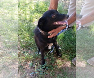 Border-Aussie Dogs for adoption in Grafton, WI, USA