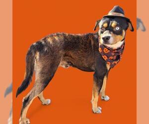 Mutt Dogs for adoption in Bakersfield, CA, USA