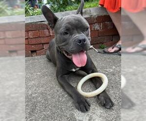 French Bulldog-Unknown Mix Dogs for adoption in Louisville, KY, USA