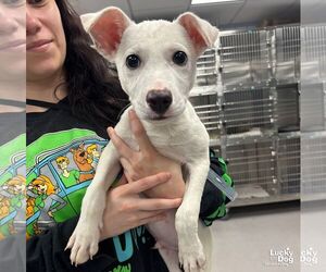 Labrador Retriever-Unknown Mix Dogs for adoption in Washington, DC, USA