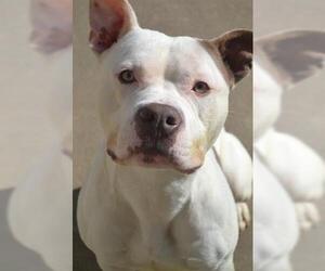American Pit Bull Terrier Dogs for adoption in Lee's Summit, MO, USA