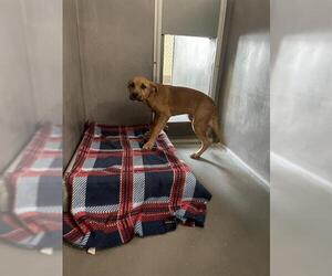 Labrador Retriever-Unknown Mix Dogs for adoption in Tallahassee, FL, USA