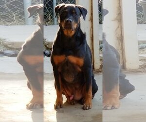 Rottweiler Dogs for adoption in Colton, CA, USA