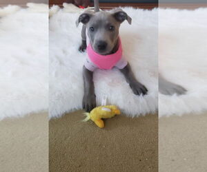 American Staffordshire Terrier-Labrador Retriever Mix Dogs for adoption in Princeton, MN, USA