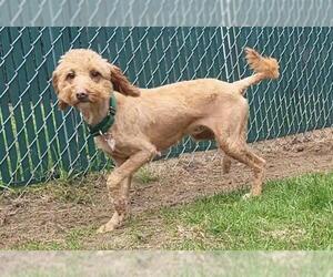 Poodle (Miniature) Dogs for adoption in Springfield, MA, USA