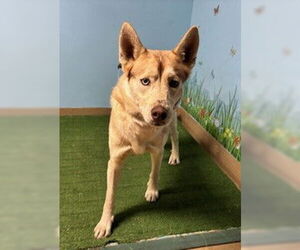 Siberian Husky Dogs for adoption in Downey, CA, USA