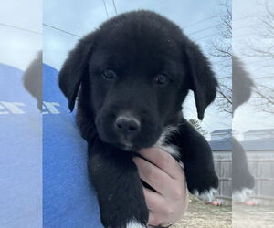 Labrador Retriever-Unknown Mix Dogs for adoption in Aurora, IN, USA