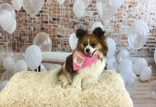 Papillon Dogs for adoption in Garland, TX, USA