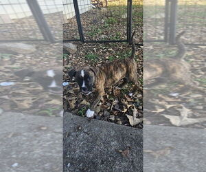Bullboxer Pit Dogs for adoption in Evansville, IN, USA