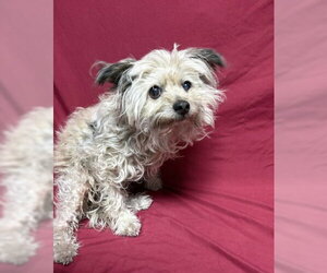 Mutt Dogs for adoption in Redlands, CA, USA