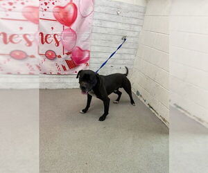 Boxer-Unknown Mix Dogs for adoption in San Bernardino, CA, USA