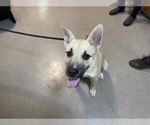 German Shepherd Dog-Unknown Mix Dogs for adoption in Pasadena, CA, USA