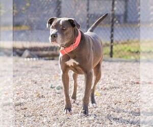 American Pit Bull Terrier-Unknown Mix Dogs for adoption in Waco, TX, USA