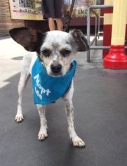 Rat Terrier Dogs for adoption in West Hollywood, CA, USA
