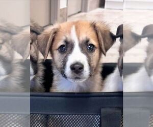 Sheprador Dogs for adoption in Brewster, NY, USA