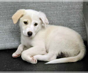 Great Pyrenees-Unknown Mix Dogs for adoption in House Springs, MO, USA