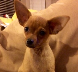 Toxirn Dogs for adoption in Glendale , AZ, USA