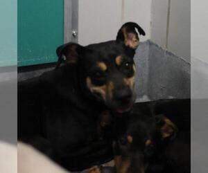 American Staffordshire Terrier-Unknown Mix Dogs for adoption in San Antonio, TX, USA