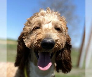 Goldendoodle Dogs for adoption in Pacolet, SC, USA