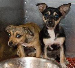 Chihuahua-Unknown Mix Dogs for adoption in Wolfeboro, NH, USA