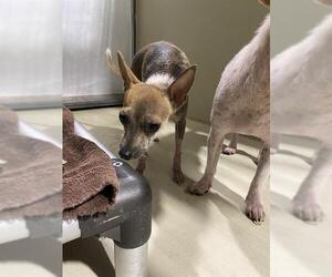 Chihuahua Dogs for adoption in Bakersfield, CA, USA