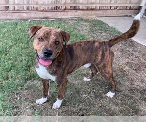 American Pit Bull Terrier Dogs for adoption in Plano, TX, USA