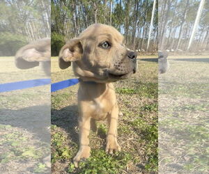 Boxer-Unknown Mix Dogs for adoption in Tarrytown, GA, USA