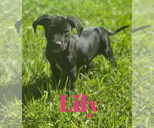 Black Mouth Cur-Unknown Mix Dogs for adoption in Monticello, MS, USA