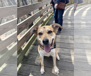 Mutt Dogs for adoption in Rockaway, NJ, USA