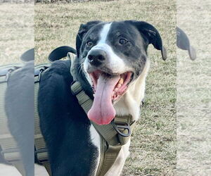 Dalmatian-Labrador Retriever Mix Dogs for adoption in Omaha, NE, USA