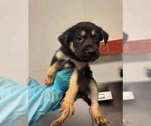 Siberian Husky Dogs for adoption in Bakersfield, CA, USA