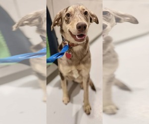 Australian Shepherd-Catahoula Leopard Dog Mix Dogs for adoption in St. Louis Park, MN, USA