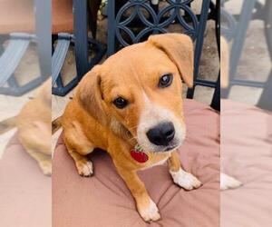Beagle-Red Heeler Mix Dogs for adoption in Wylie, TX, USA