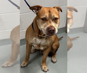 Mutt Dogs for adoption in St. Cloud, FL, USA