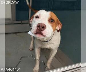 American Pit Bull Terrier Dogs for adoption in Oklahoma City, OK, USA