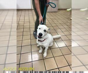 Siberian Husky Dogs for adoption in West Palm Beach, FL, USA