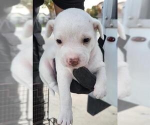 Mutt Dogs for adoption in San Antonio, TX, USA