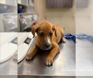 Labrador Retriever-Unknown Mix Dogs for adoption in Conroe, TX, USA