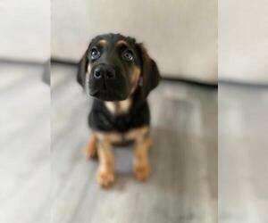Labloodhound Dogs for adoption in Salt Lake City, UT, USA