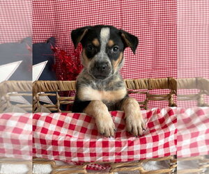 Mutt Dogs for adoption in Lakewood, CO, USA
