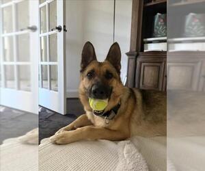 German Shepherd Dog Dogs for adoption in Derwood, MD, USA