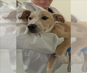 Labrador Retriever Dogs for adoption in Conroe, TX, USA