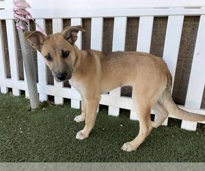 German Shepherd Dog-Unknown Mix Dogs for adoption in Modesto, CA, USA