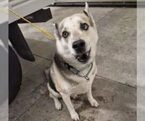 Medium Photo #2 Gerberian Shepsky Puppy For Sale in Houston, TX, USA