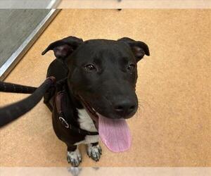 American Pit Bull Terrier-Unknown Mix Dogs for adoption in Martinez, CA, USA