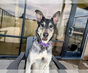 German Shepherd Dog-Siberian Husky Mix Dogs for adoption in Denver, CO, USA